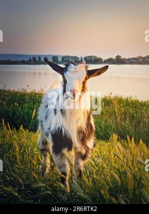 Portrait of a yeanling on the pasture. Black and white spotted goat kid in the meadow near the lake. Idyllic spring light Stock Photo