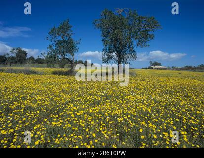 Meadow with crownwort Stock Photo