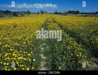 Meadow with crownwort Stock Photo