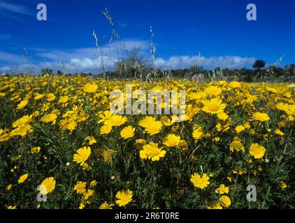 Meadow with crownwort Stock Photo