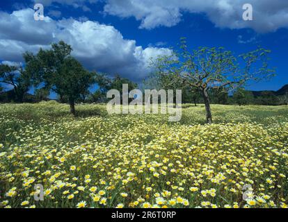 Meadow with crownwort Stock Photo