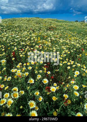 Meadow with crownwort Stock Photo