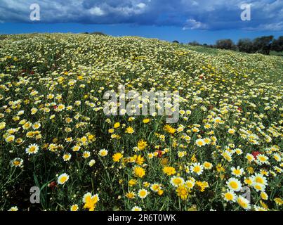 Meadow with crownwort Stock Photo