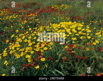 Meadow with poppy flowers (Papaver rhoeas) and crownwort, corn poppy, poppy flower, corn rose, crownwort (Glebionis coronaria) . Garland Stock Photo