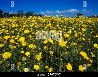 Meadow with crownwort Stock Photo