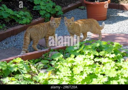 Red young felidae in the garden, domestic cat (Felis silvestris catus), couple kissing Switzerland Stock Photo