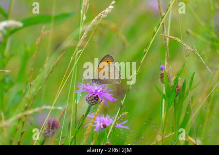 Small hay butterfly on flower, danube clouded yellow (Colias myrmidone) Stock Photo