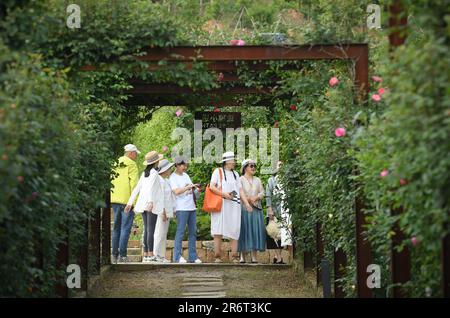 (230611) -- HANGZHOU, June 11, 2023 (Xinhua) -- Tourists enjoy leisure time at a rose garden in Daixi Town of Huzhou City, east China's Zhejiang Province, April 20, 2023. Since 2003, Zhejiang, located in the Yangtze River Delta, has implemented a rural green revival program to overhaul the living environment of villages, which was granted the UN Environment Program's (UNEP) Champions of the Earth award in September 2018. For twenty years, the program has created thousands of beautiful villages, and fundamentally changed the face of the province's countryside. (Xinhua/Weng Xinyang) Stock Photo