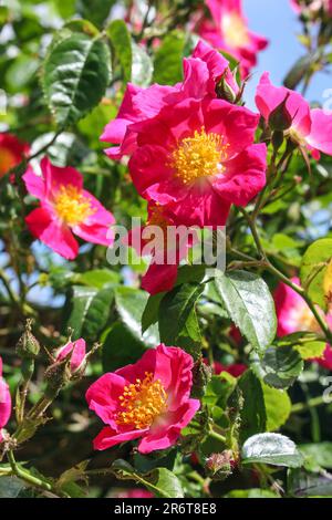 Tea Roses Rambling Single Rambling roses on a wooden arch, with a few pests. Pink and colourful ...