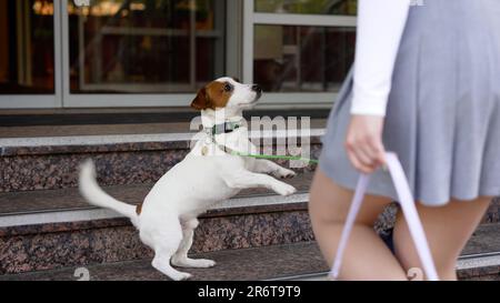Jack Russell breed in the hotel. A young couple enters a hotel room with their dog. The dog runs into the hotel room. Stock Photo