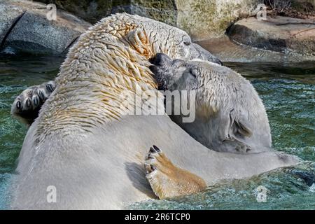 Two captive polar bears (Ursus maritimus) hugging / cuddling in water of pool at zoo on a hot day in summer Stock Photo