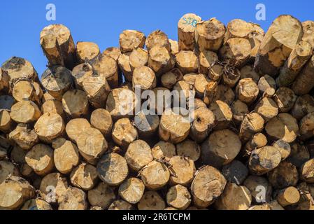 Deforestation by logging industry showing huge wood pile of tree trunks / logs in coniferous clearcut forest, Vlessart, Belgian Ardennes, Belgium Stock Photo