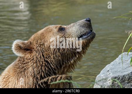 European brown bear (Ursus arctos) close-up portrait in pond Stock Photo