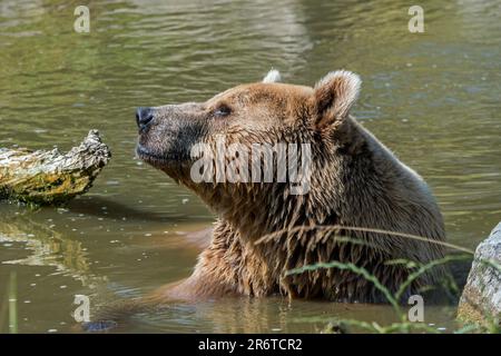 European brown bear (Ursus arctos) close-up portrait in pond Stock Photo
