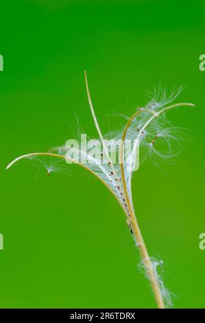Smallflower Hairy Willowherb (Epilobium parviflorum), seeds, North Rhine-Westphalia, Germany, Small Flowered Willow Herb, Hoary Willowherb, Small Stock Photo