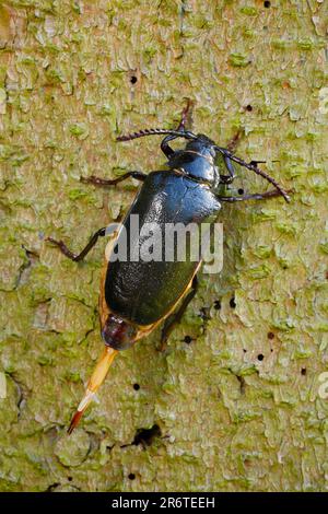Tanner Beetle, female, Lower Saxony, Germany, Prionus coriarius, Sawyer Beetle Stock Photo