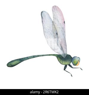 green dragonfly with transparent wings isolated on white background ...