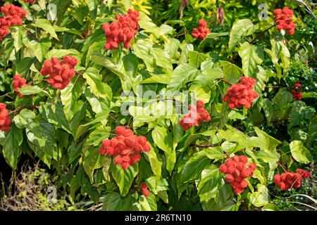Achiote (Bixa orellana), fruits, Bixaceae Stock Photo