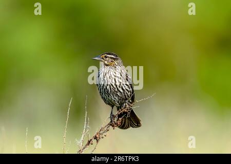 Red-winged Blackbird, (Agelaius phoeniceus), Female Stock Photo