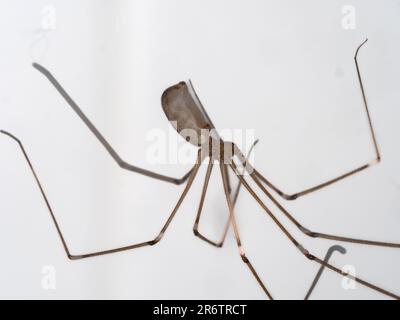 Brown cellar or daddy long legs spider, Pholcus phalangioides Stock Photo