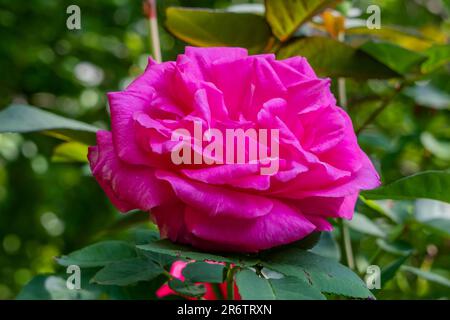 A Rose in the Sun on a Spring Morning, York County Pennsylvania USA Stock Photo