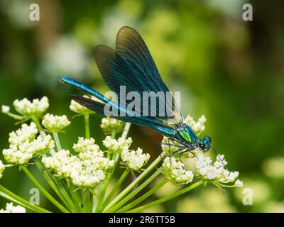 Iridescent blue and green colouration of a mature male beautiful demoiselle, Calopteryx virgo, in a Dartmoor, UK, garden Stock Photo