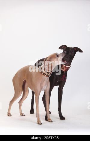 Italian Greyhounds, Piccolo Levriero Italiano, Collar, Greyhound Collar, Overbite Stock Photo