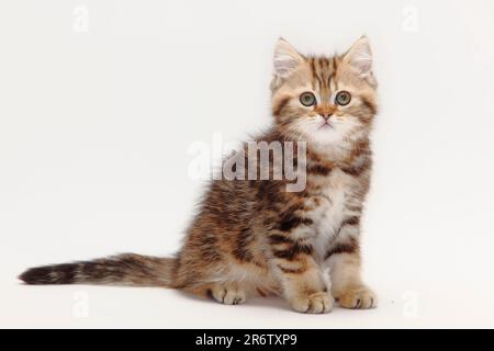 British shorthair cat, kitten, black-golden-classic, 10 weeks, BKH Stock Photo