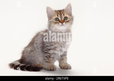 British shorthair cat, kitten, black-golden-spotted, 10 weeks, BKH Stock Photo