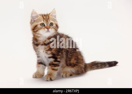 British shorthair cat, kitten, black-golden-classic, 10 weeks, BKH Stock Photo