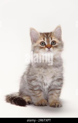 British shorthair cat, kitten, black-golden-spotted, 10 weeks, BKH Stock Photo