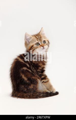 British shorthair cat, kitten, black-golden-classic, 10 weeks, BKH Stock Photo