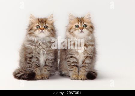 British Shorthair, Kitten, 10 weeks, Highlander, Lowlander, Britanica, BLH Stock Photo