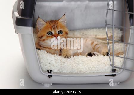 British shorthair cat, kitten, 10 weeks, in open transport box, BKH, Kennel, Box Stock Photo