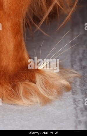 Grass seed between toes, dog paw, cavalier king charles spaniel, ruby, gren, awns, paw Stock Photo