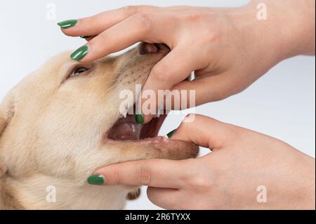 Examination puppy labrador teeth macro close up view isolated Stock Photo