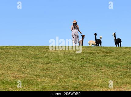 Woman walking towards four alpacas, Haverfordwest, Wales Stock Photo