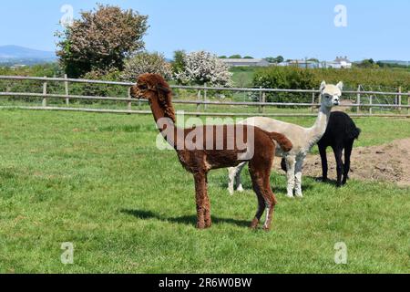 Three alpacas in a field, Haverfordwest, Wales Stock Photo