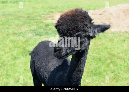 Black alpaca Stock Photo