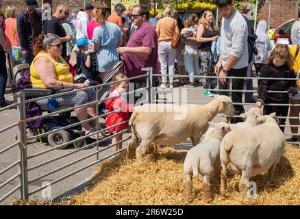 Children pet sheep as a women passes in a mobility scooter, at the annual Steyning Country Fayre in West Sussex, UK. Stock Photo