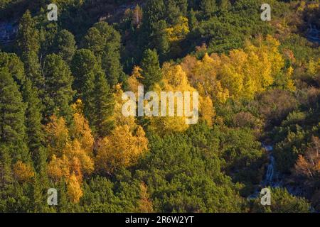 Mixed forest, Krimmler Achental, between Tauernhaus and waterfall, Salzburger Land, Hohe Tauern National Park, Pinzgau, Austria Stock Photo