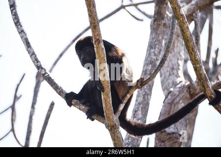 Golden mantled howler monkey (Alouatta palliata palliata) resting in tree in Nicaragua forest Stock Photo