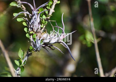 Tillandsia (air plant), an epiphytic species, growing on host plants in equatorial tropical rain forest in Nicaragua near San Juan del Sur Stock Photo