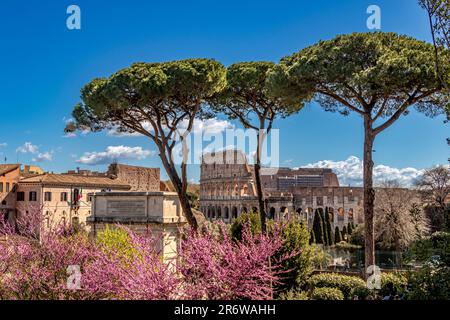 Stone Pine trees and purple Jacaranda trees frame The Colosseum seen ...