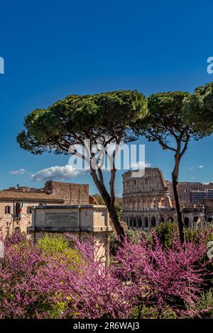 Stone Pine trees and purple Jacaranda trees frame The Colosseum seen from The Farnese Gardens on Palatine Hill ,Rome, Italy Stock Photo