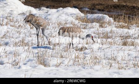 Lesser Sandhill Crane Pair in Alaska Stock Photo