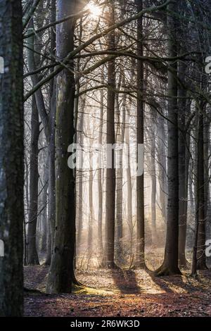 A vertical shot of rays of sunlight streaming through the branches of trees and illuminating the forest floor, Stock Photo