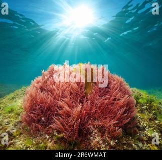 Red seaweed with sunlight underwater in the ocean (harpoon weed alga Asparagopsis armata), Atlantic ocean, Spain, Galicia Stock Photo
