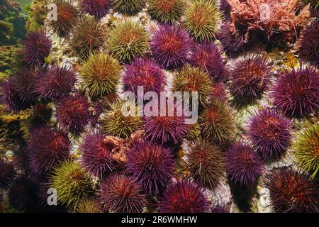 Sea urchins underwater in the Atlantic ocean (purple sea urchin Paracentrotus lividus), Spain, Galicia, Rias Baixas Stock Photo