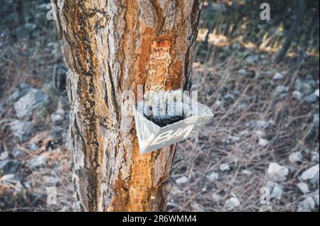 Resin extraction of pine tree hi-res stock photography and images - Alamy